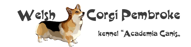 WelshCorgiPembroke