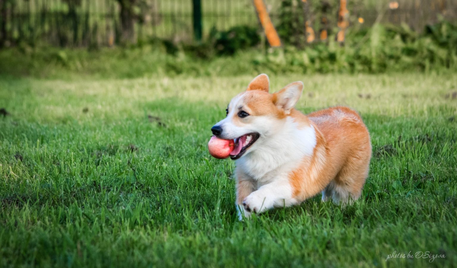 A little bit about feeding a little corgi! - Welsh Corgi Pembroke Kennel