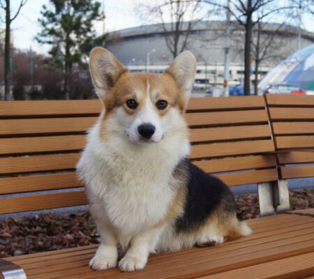 SONY DSC