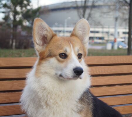 SONY DSC