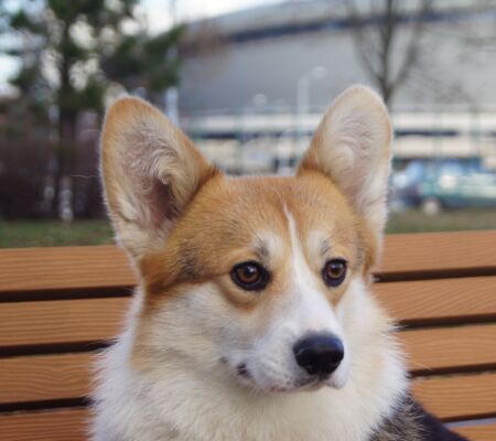 SONY DSC