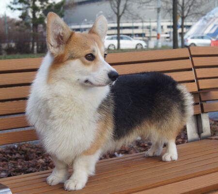 SONY DSC