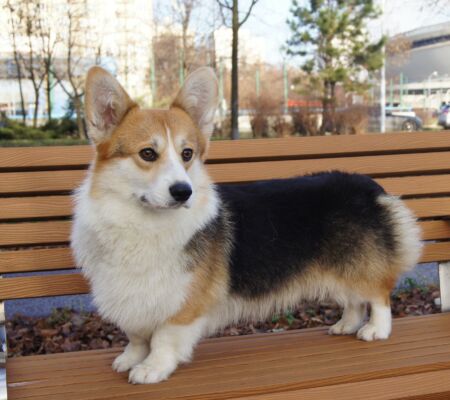 SONY DSC