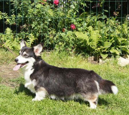 SONY DSC